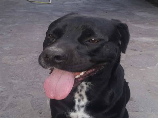 cane_thor_emerson_fabbro