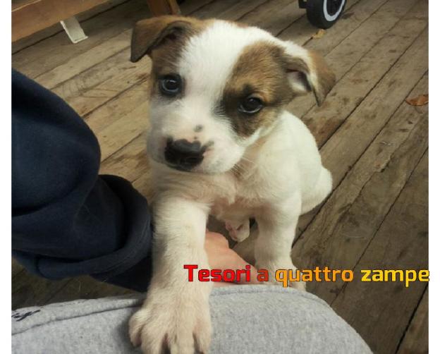 cane_tina_evelin_vdr