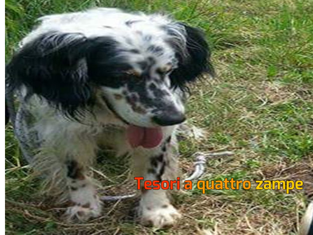 cane_tommy_castelnuovo_di_farfa_avvistato