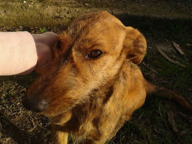 cane_torri_in_sabina_vanessa_spurio2