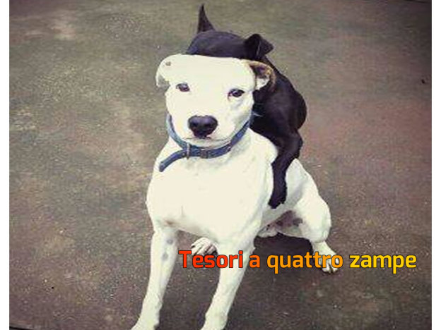 cane_torvajanica_francesca_ardante_da_adottare