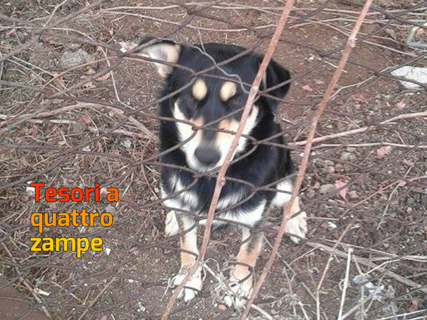cane_tricolore_trovato_karolina_golba