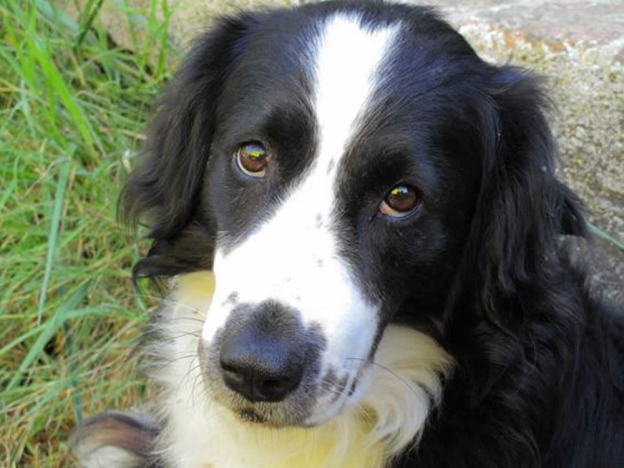 cane_tuono_guido_accascina