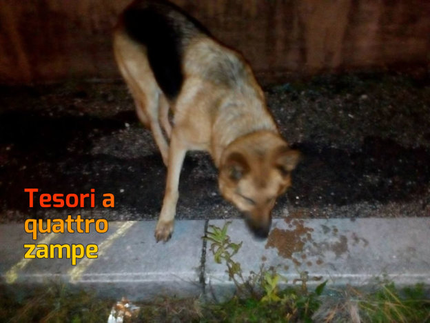 cane_vazia_silvia_masci3