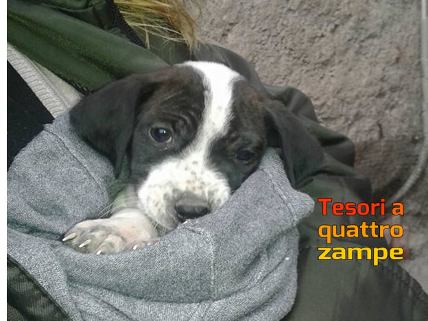 cane_velino_adottato_maschio_bianconero