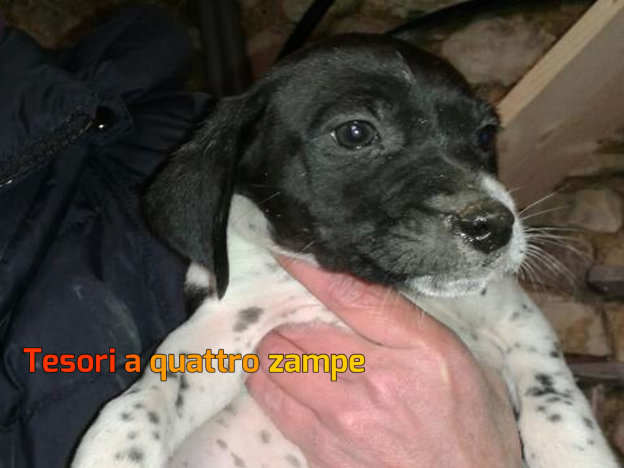 cane_velino_bis_da_adottare