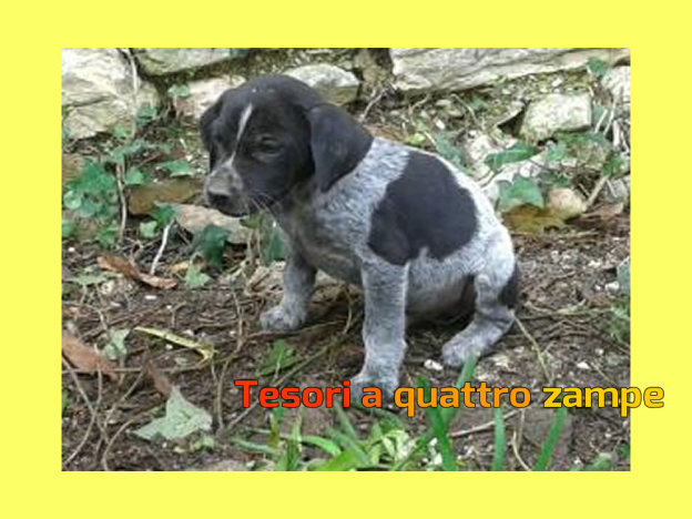 cane_velino_quatris_da_adottare