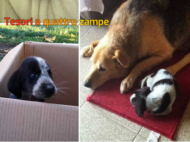 cane_vescovio_p&f