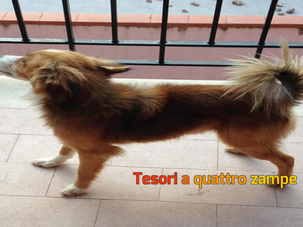 cane_volpino_raffy