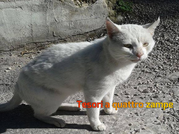 gatto_biaco_pablo_anna_nardelli