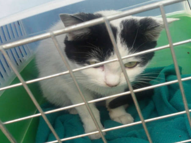 gatto_gattino_bianconero_raffy