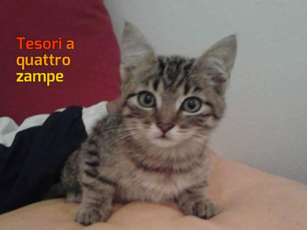 gatto_caterina_cantale