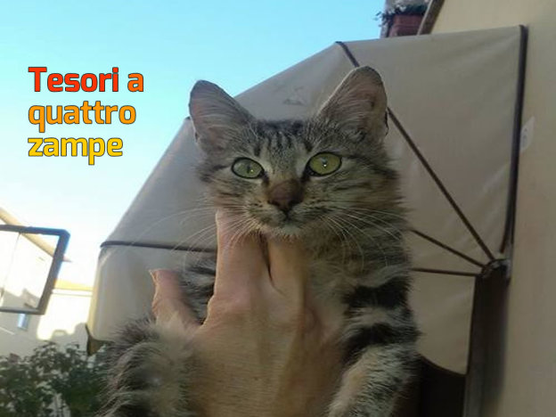 gatto_cerca_adozione_morena_marcotulli