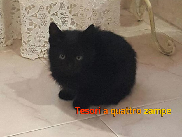 gatto_ebony_adottata_mtr