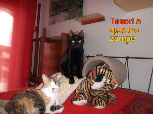 gatto_gatti_furio_e_pepita_anna_nardelli