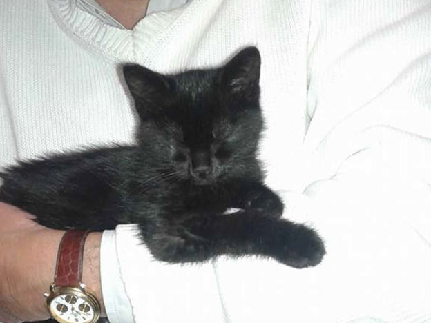 gatto_gattina_ombretta_laura_senzaomonimi