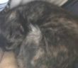 gatto_gattino__