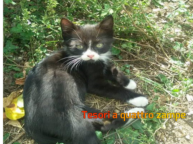 gatto_gattino_calcagnadoro_morena_paolucci