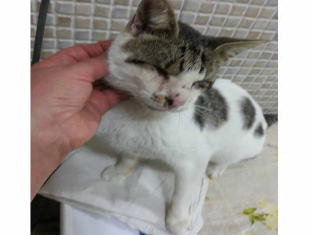 gatto_gattino_iago_anna_nardelli