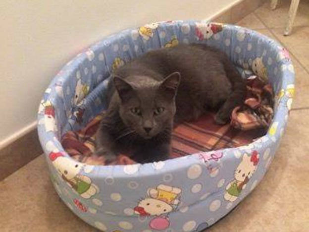 gatto_gigetto_anna_nardelli