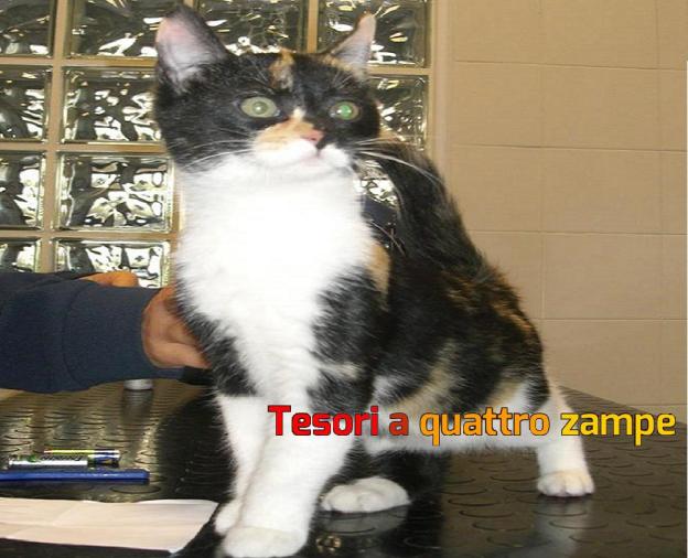 gatto_maestoso_vdr