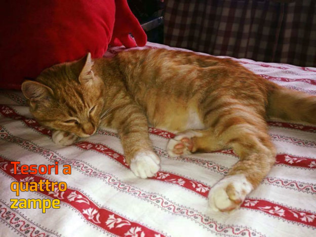 gatto_magliano_sabina_p&f