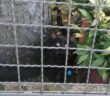 gatto_nero_mercatanti_