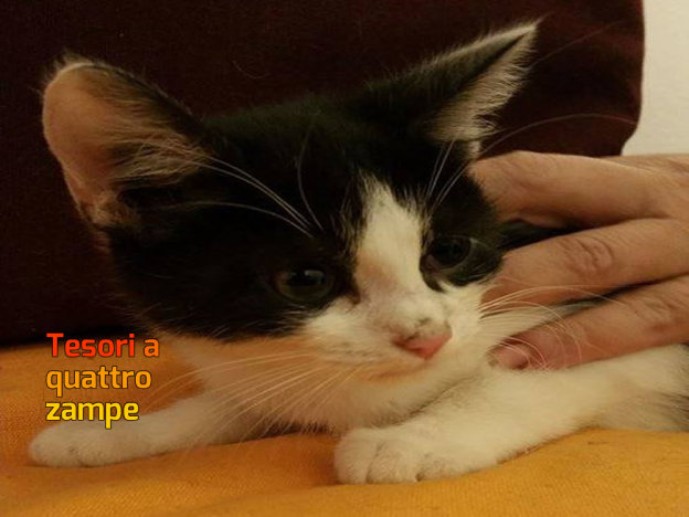 gatto_speck_caterina_cantale2