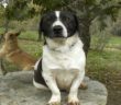 cane_barry_monica_ferrante_