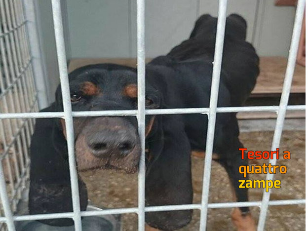 cane_bassotto_nero_canile_sanitario_adf