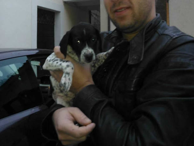 cane_bianconero_tommy_leo_adottato