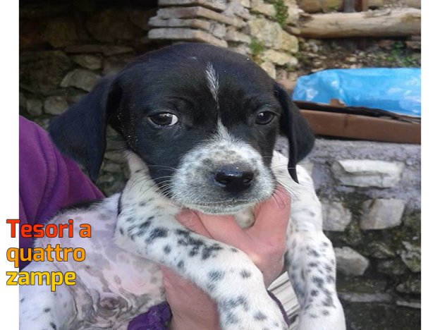 cane_bianconero_velino_da_adottare_7
