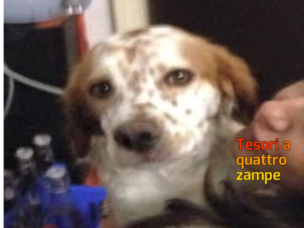 cane_billy_tornato_a_casa_azzurra_rinaldi