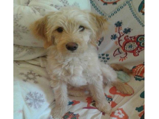 cane_biscotto_vdr