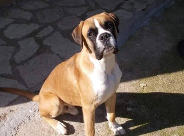 cane_boxer_smarrito_valentina_violino