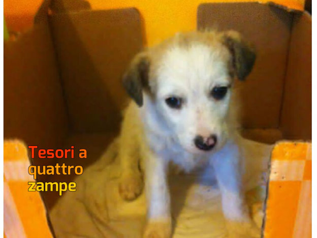 cane_briciola_rieti_mtr