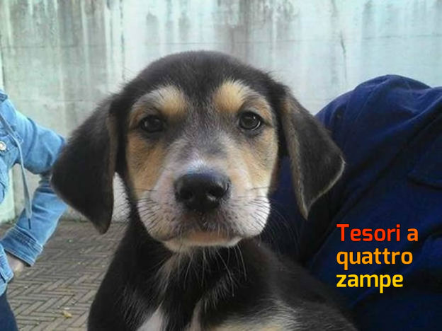 cane_bruto_tricolore_adf-624×468