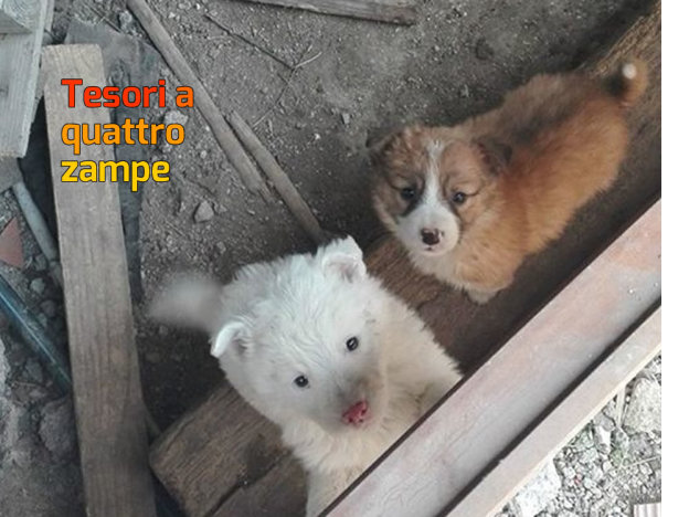 cane_cani_cuccioli_da_far_adottare_giais