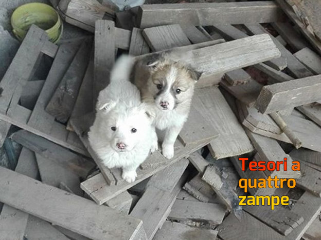 cane_cani_cuccioli_da_far_adottare_giais2