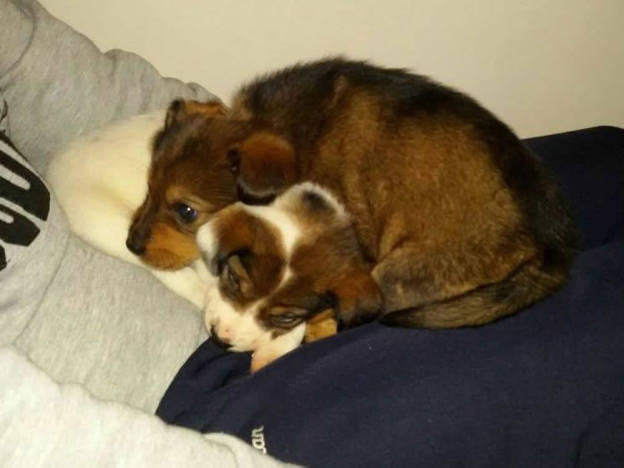 cane_cani_cuccioli_milù_e_rolly_vdr