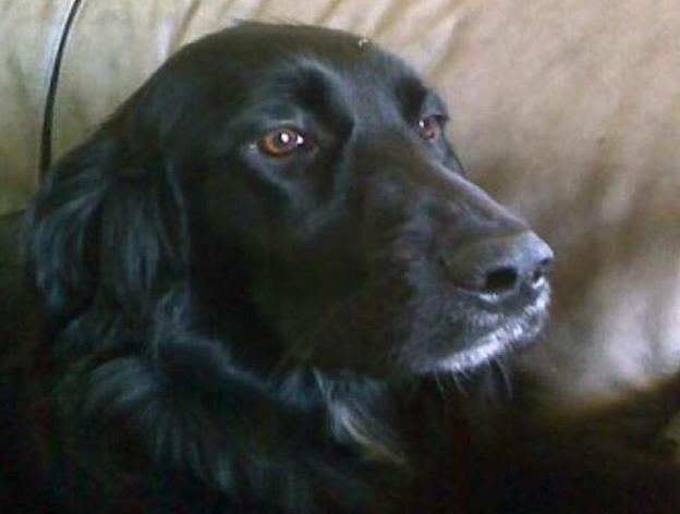 cane_canolina_birba_greccio_vdr