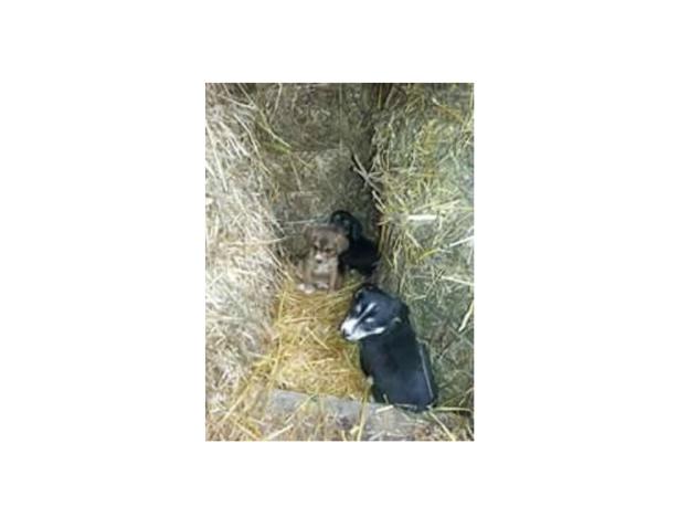 cane_cuccioli_contigliano