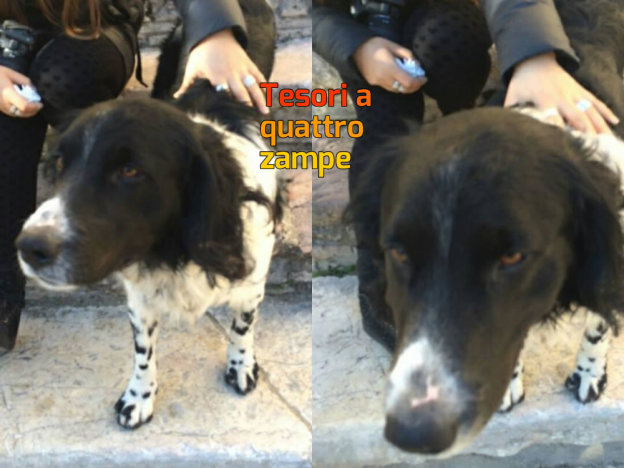 cane_cucciolone_mantello_bianconero_p&f