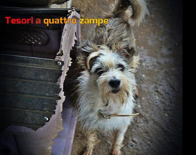 cane_doply_imma_mirto