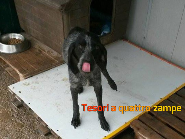 cane_femmina_colle_di_lugnola_canile_sanitario_adf