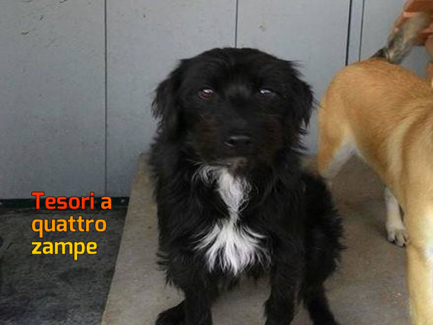 cane_femmina_rivodutri_canile_sanitario_adf