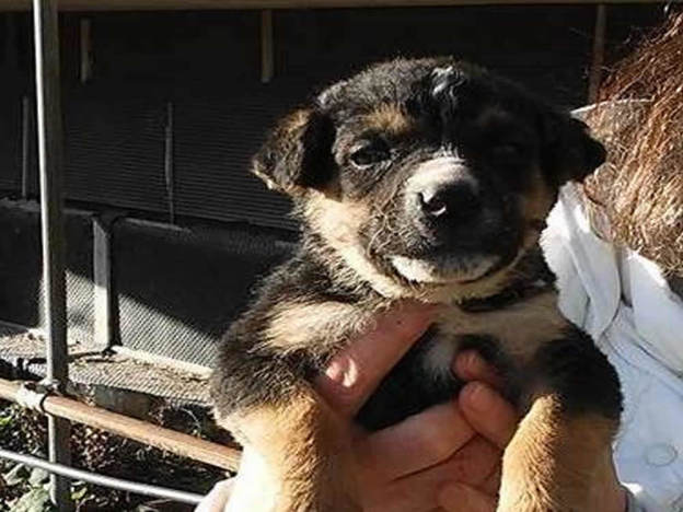 cane_femminuccia3_basilicata_elisa_milano