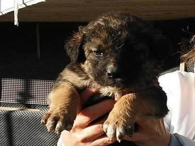cane_femminuccia_basilicata_elisa_milano