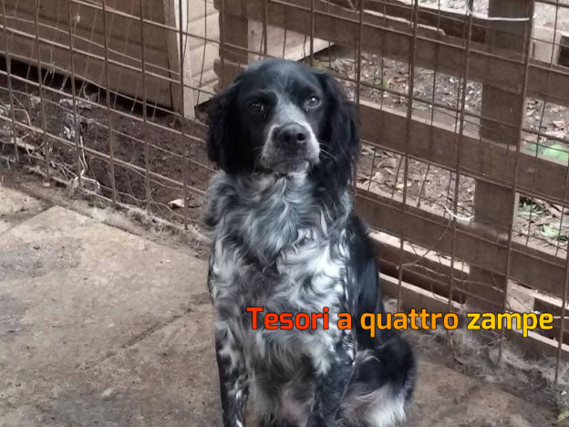 cane_flocco_imma_mirto