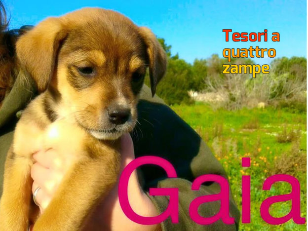 cane_gaia_elena_marinaro